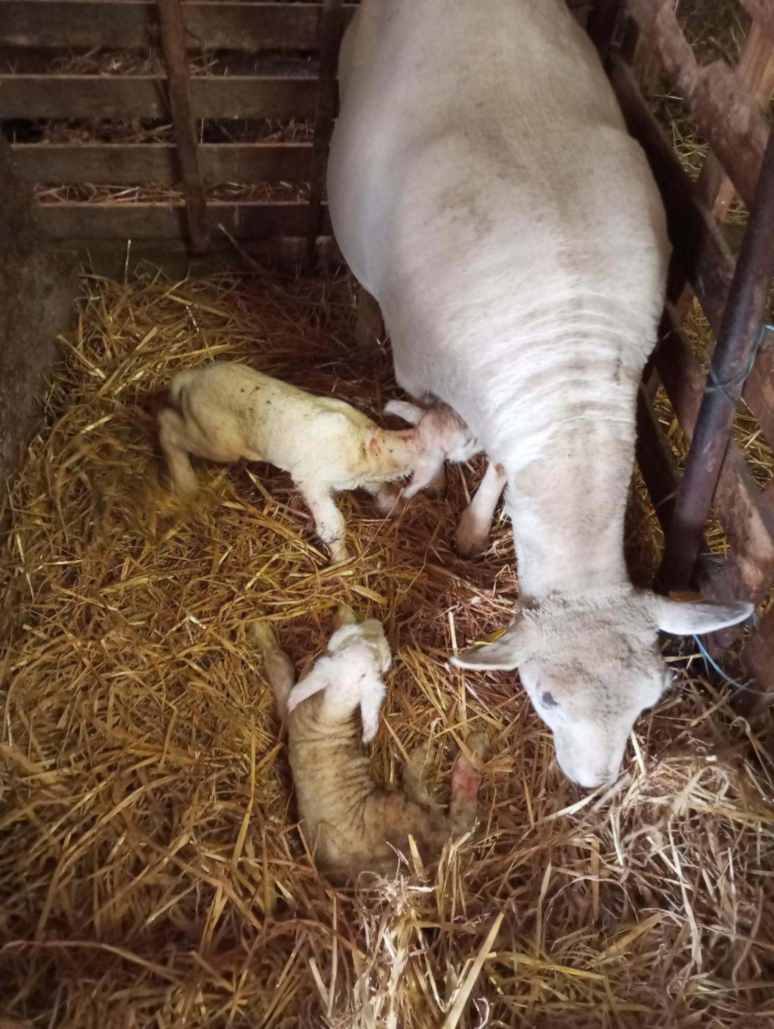 A La Ferme